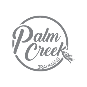 Palm Creek Brahman